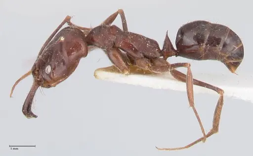 Odontomachus simillimus - FOCOL1050