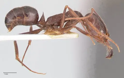 Odontomachus simillimus - FOCOL1050