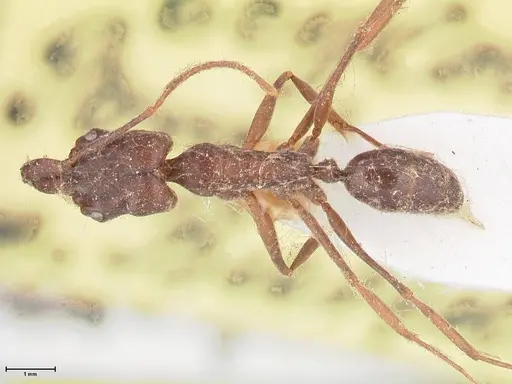 Odontomachus simillimus - FOCOL1051