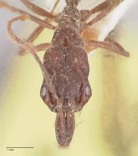 Odontomachus simillimus - FOCOL1051