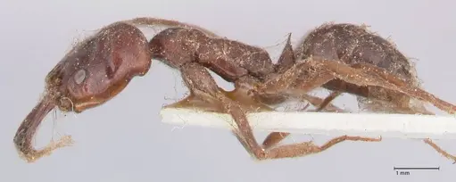 Odontomachus simillimus - FOCOL1051