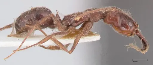 Odontomachus simillimus - FOCOL1051