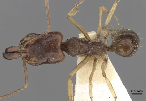 Odontomachus spissus specimen