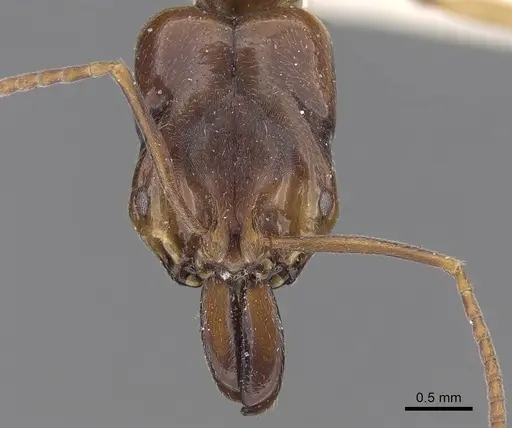 Odontomachus spissus specimen