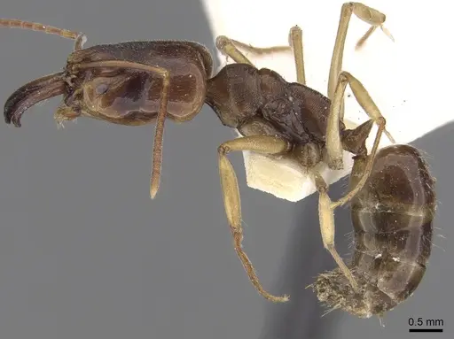 Odontomachus spissus specimen