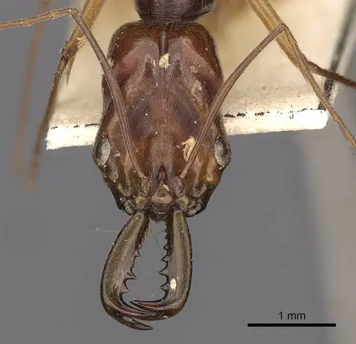 Odontomachus sumbensis specimen
