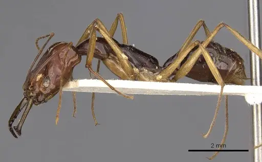 Odontomachus sumbensis specimen