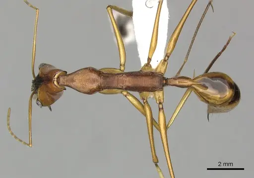 Odontomachus testaceus specimen