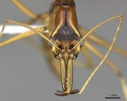 Odontomachus testaceus specimen