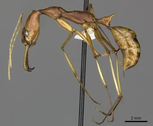 Odontomachus testaceus specimen