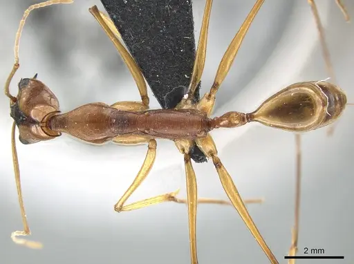 Odontomachus testaceus - CASENT0650186