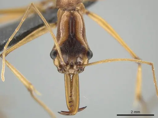 Odontomachus testaceus - CASENT0650186