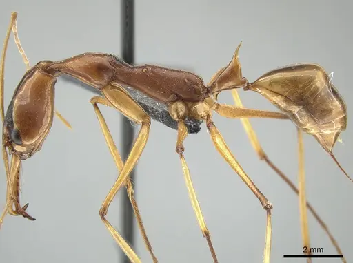 Odontomachus testaceus - CASENT0650186