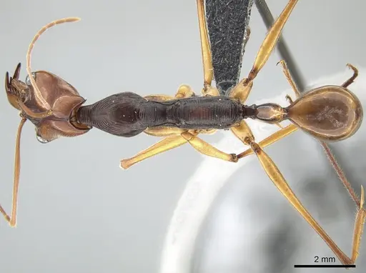 Odontomachus testaceus - CASENT0650351