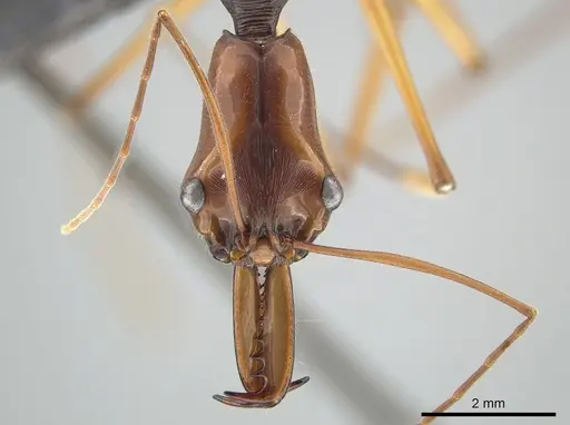 Odontomachus testaceus - CASENT0650351