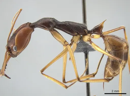 Odontomachus testaceus - CASENT0650351