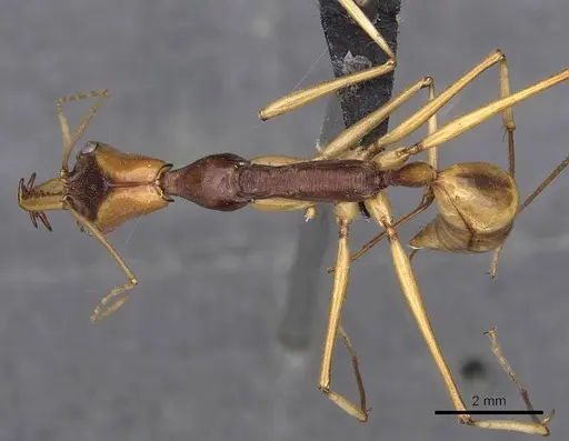 Odontomachus testaceus - CASENT0900613