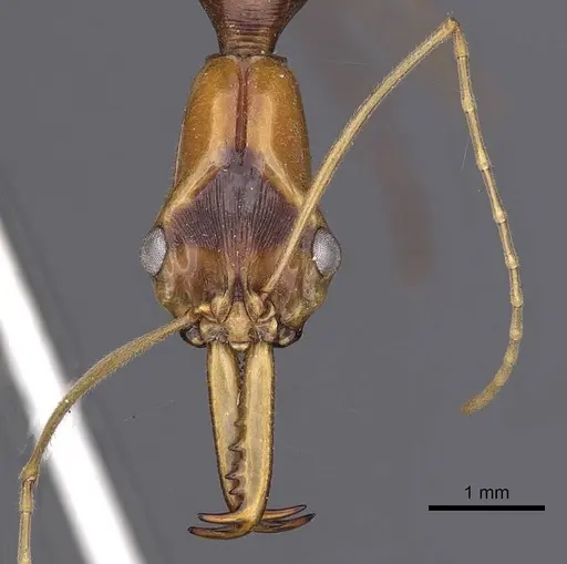 Odontomachus testaceus - CASENT0900613