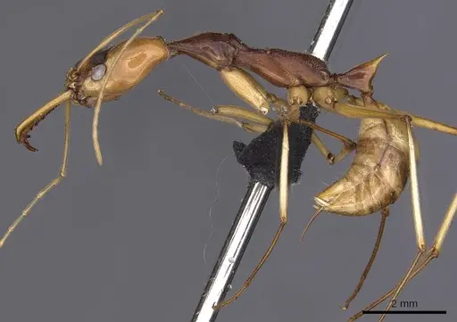 Odontomachus testaceus - CASENT0900613