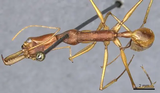 Odontomachus testaceus - CASENT0903992