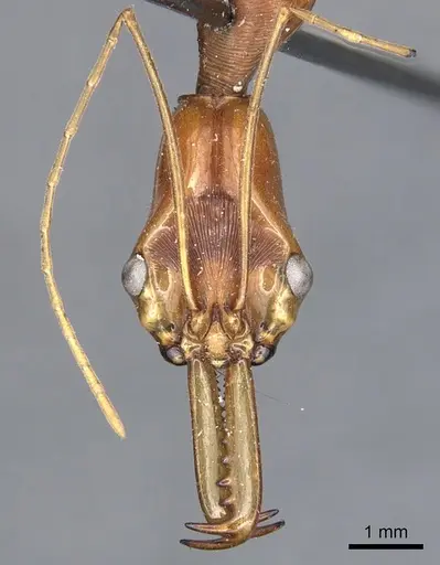 Odontomachus testaceus - CASENT0903992