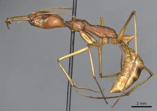 Odontomachus testaceus - CASENT0903992