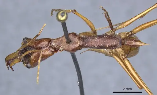 Odontomachus testaceus - CASENT0905744