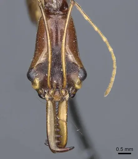 Odontomachus testaceus - CASENT0905744
