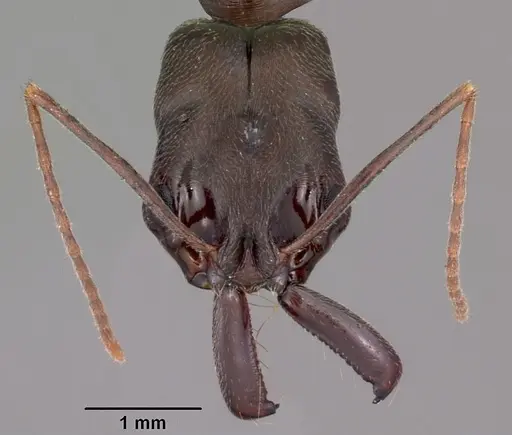 Odontomachus troglodytes specimen