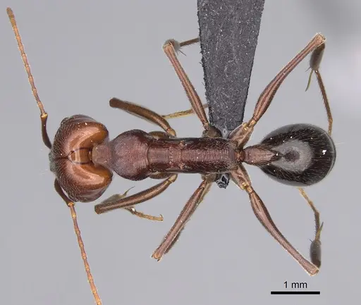 Odontomachus turneri specimen