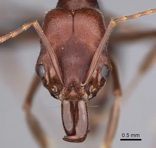 Odontomachus turneri specimen