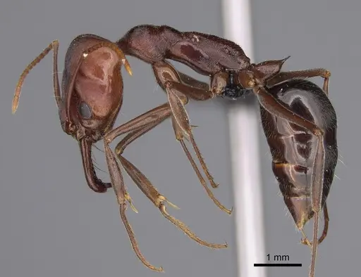 Odontomachus turneri specimen