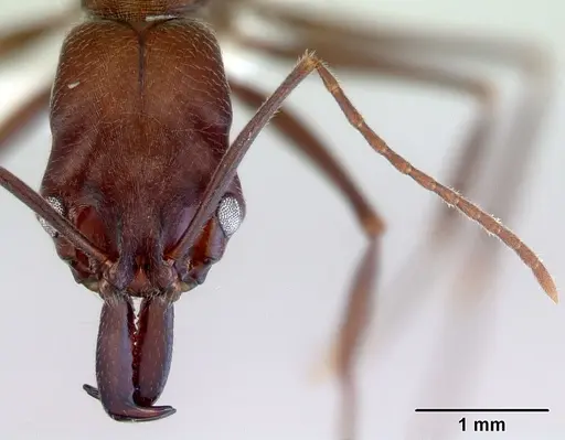 Odontomachus turneri - CASENT0172405