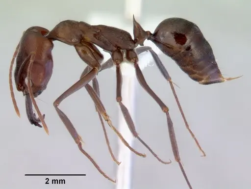 Odontomachus turneri - CASENT0172405