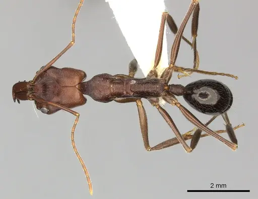 Odontomachus turneri - CASENT0249122