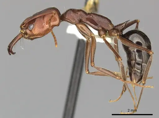 Odontomachus turneri - CASENT0249122