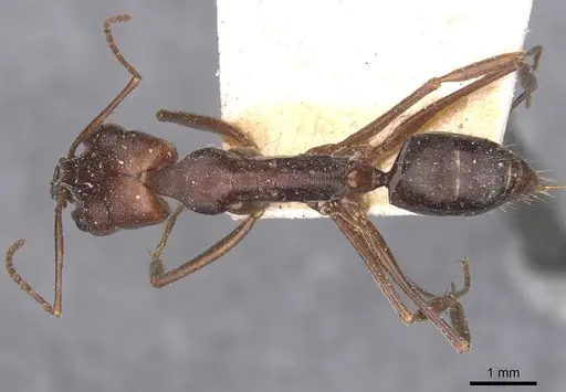 Odontomachus turneri - CASENT0907440