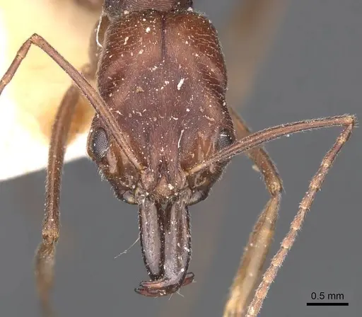 Odontomachus turneri - CASENT0907440