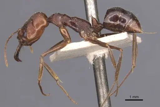 Odontomachus turneri - CASENT0907440