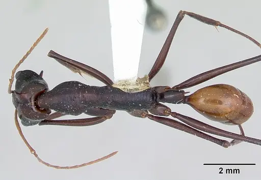 Odontomachus tyrannicus specimen