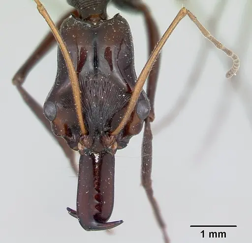 Odontomachus tyrannicus specimen