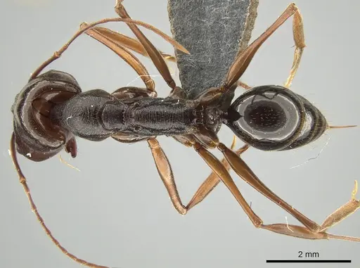 Odontomachus xizangensis specimen