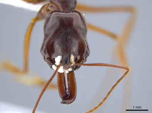 Odontomachus xizangensis specimen
