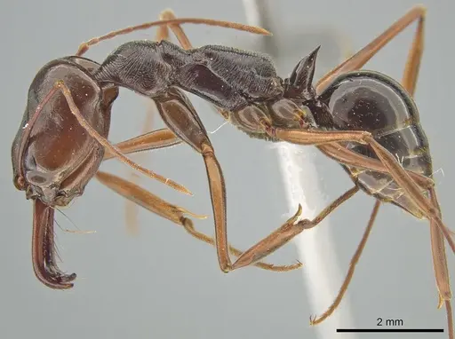 Odontomachus xizangensis specimen