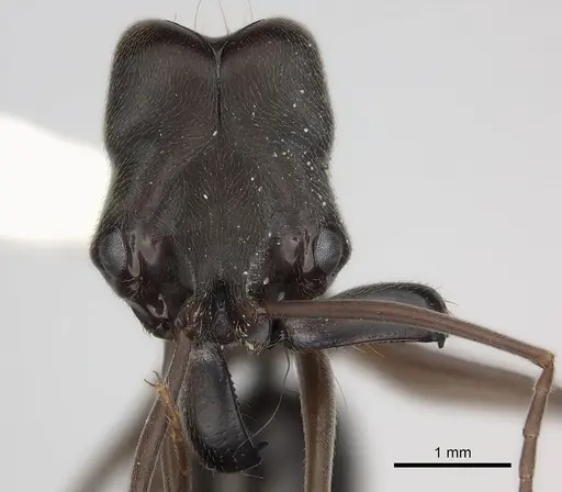 Odontomachus yucatecus specimen