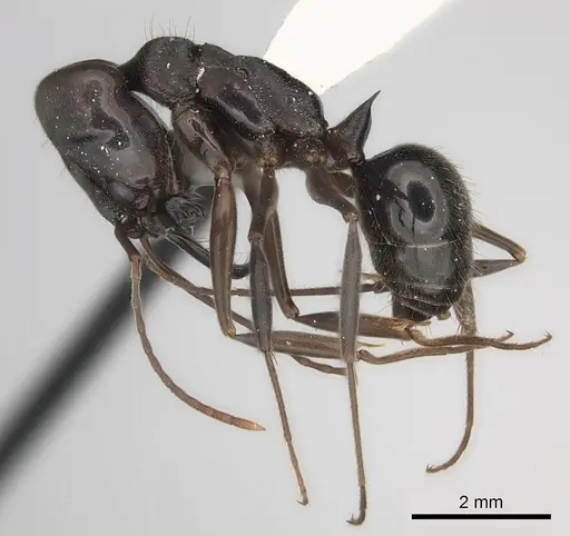 Odontomachus yucatecus specimen