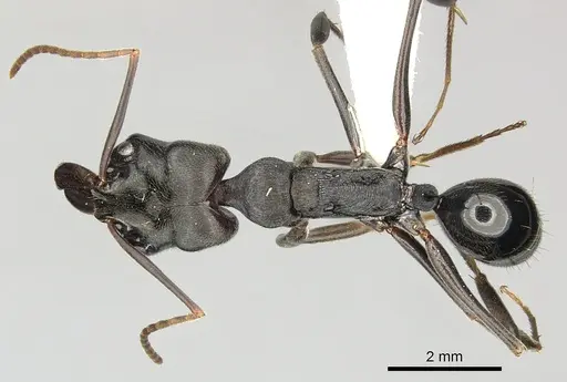 Odontomachus yucatecus - CASENT0270613