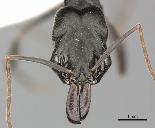 Odontomachus yucatecus - CASENT0270613