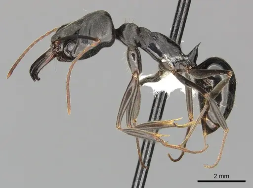 Odontomachus yucatecus - CASENT0270613