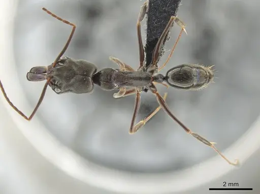 Odontomachus yucatecus - CASENT0649080
